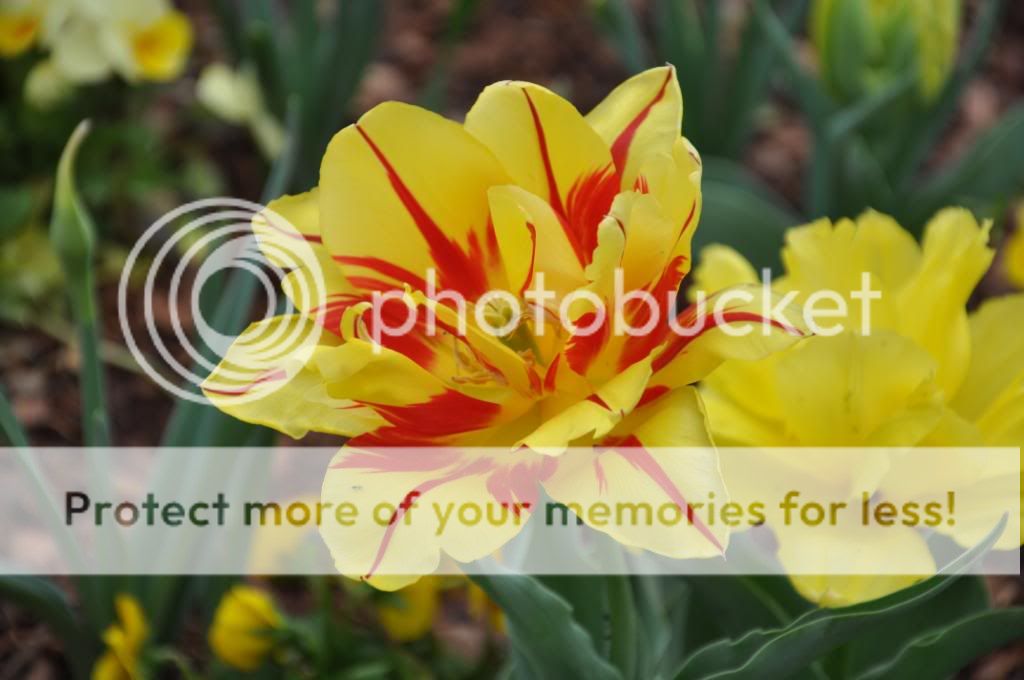 the mansions of dallas and the dallas arboretum